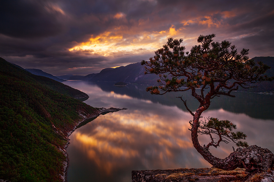 Lone tree beside mountain lake at sunset