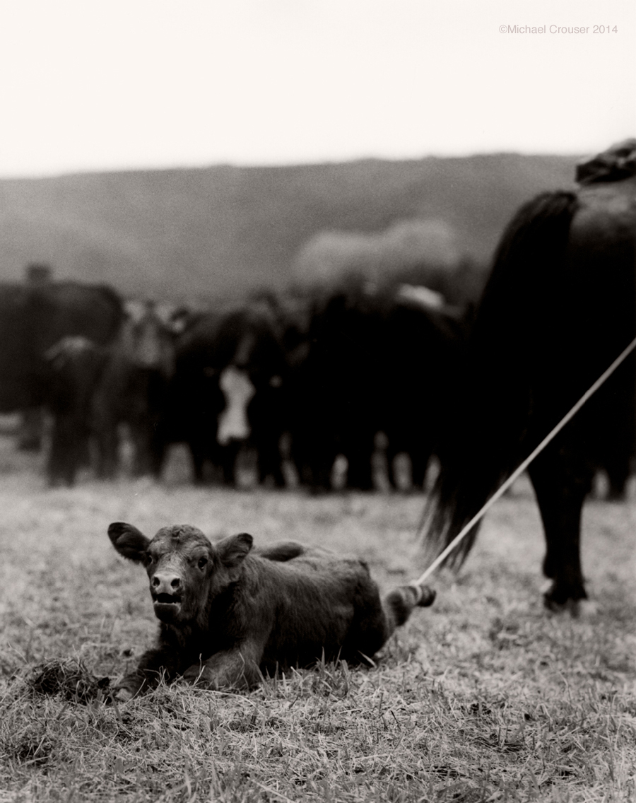 Rancher handling a calf beside cattle