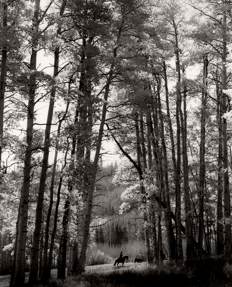 Aspen trees in a mountain landscape
