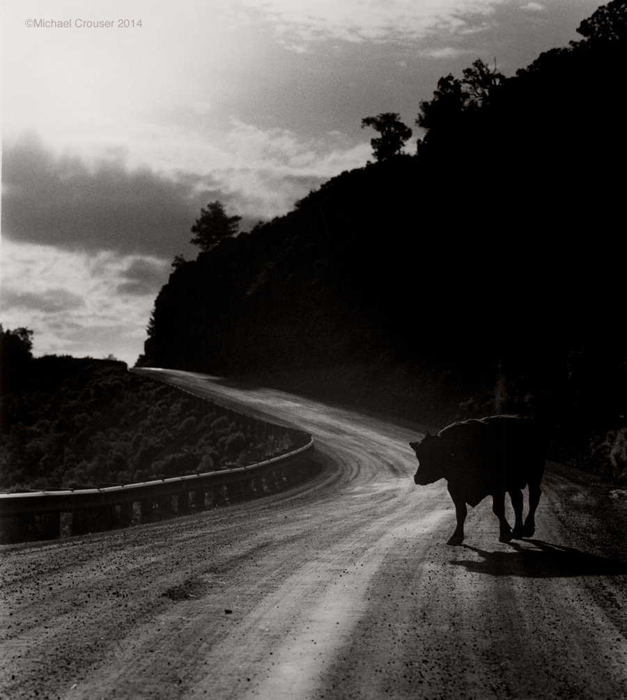 Lone bull on a curving ranch road