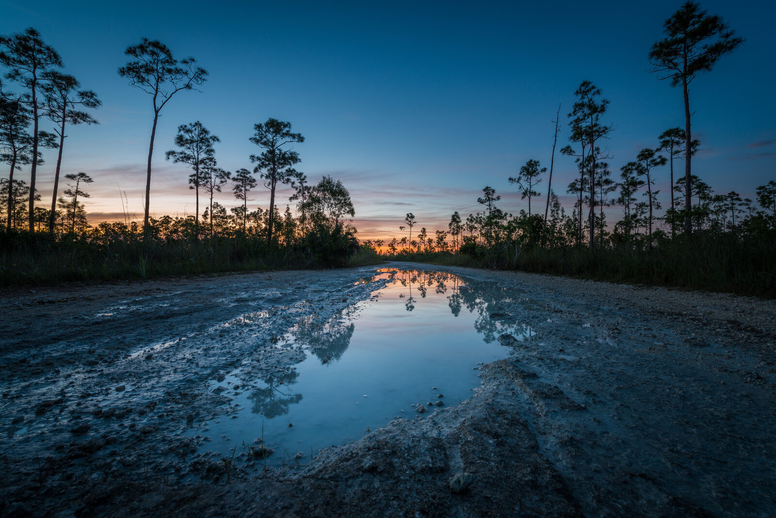 Edin Chavez photograph of dusk sky and pine trees reflected in an Everglades road puddle