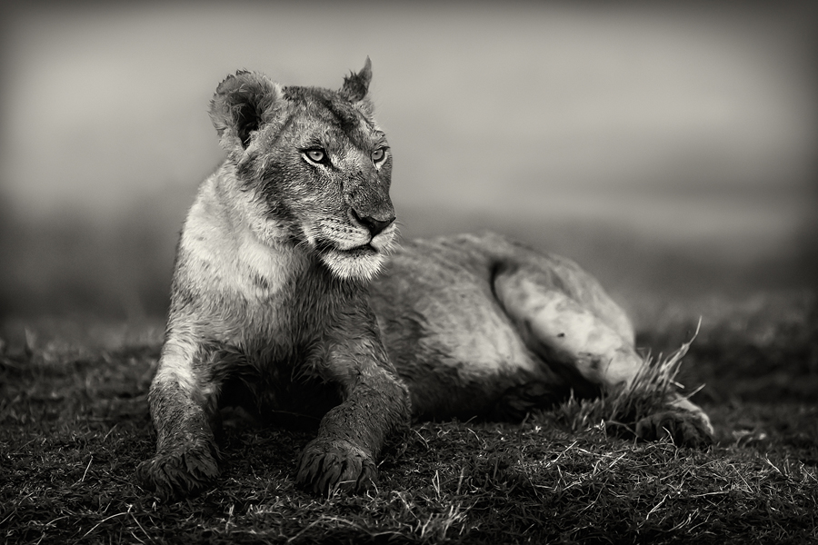 Young lion resting in black and white