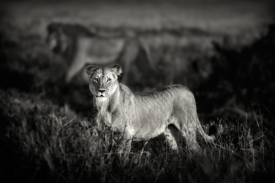 Lioness standing near another lion in grass