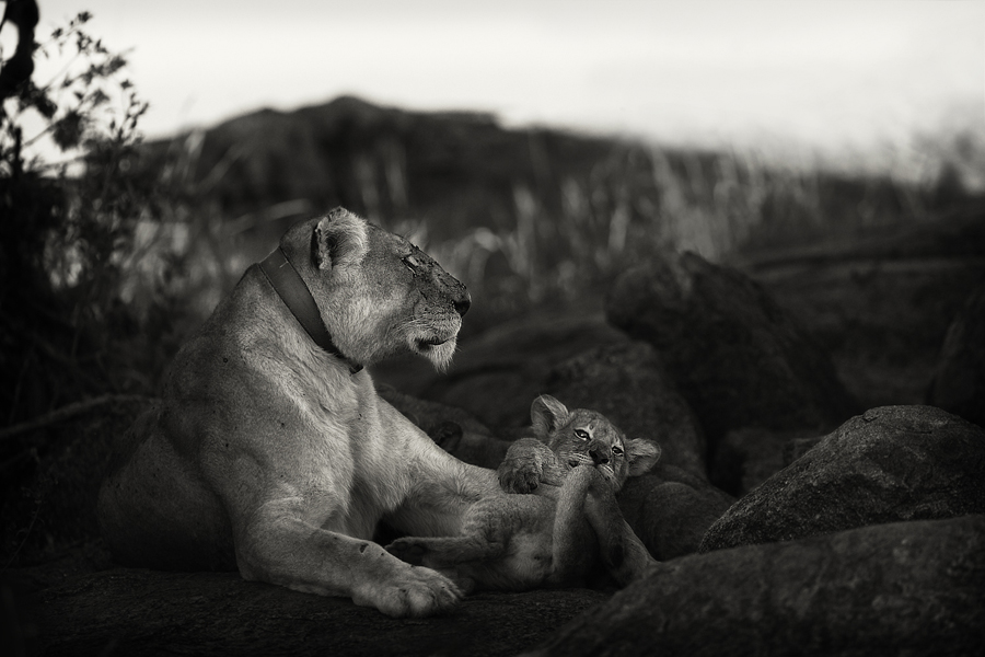 Lioness with cubs in grass