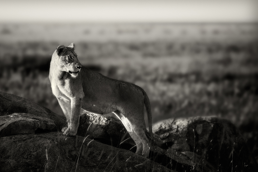 Lion and cub on an open plain