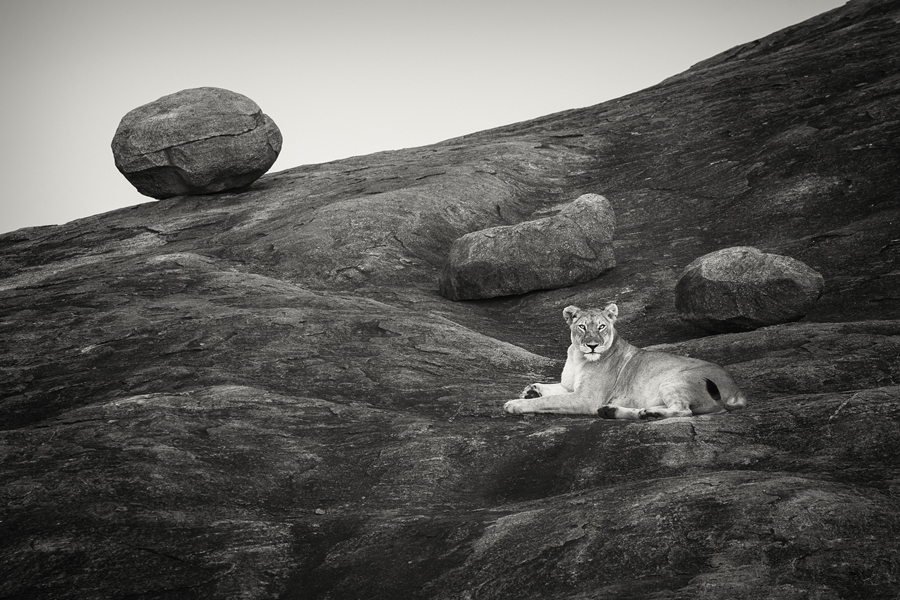 Lion resting below a boulder on rocky ground