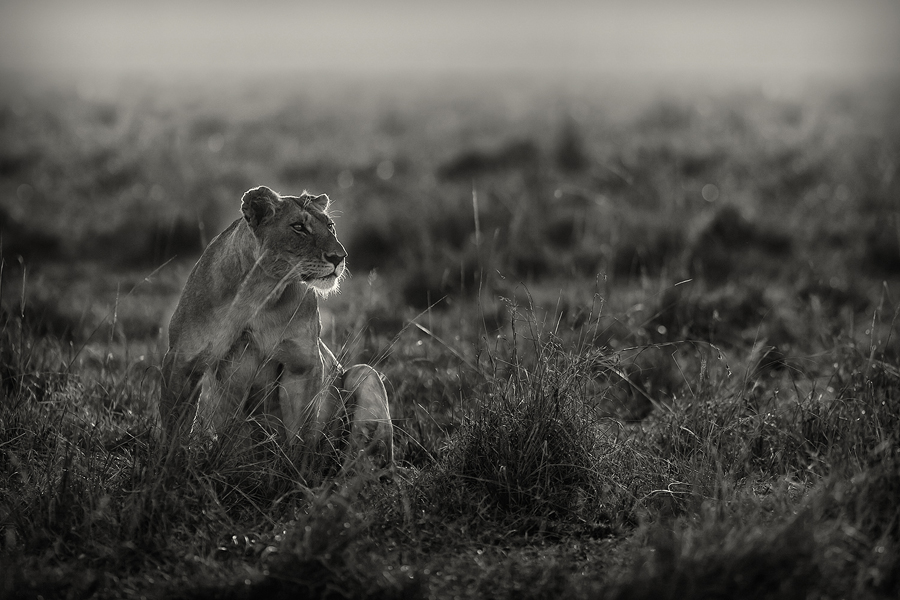 Lioness standing amid grass in monochrome