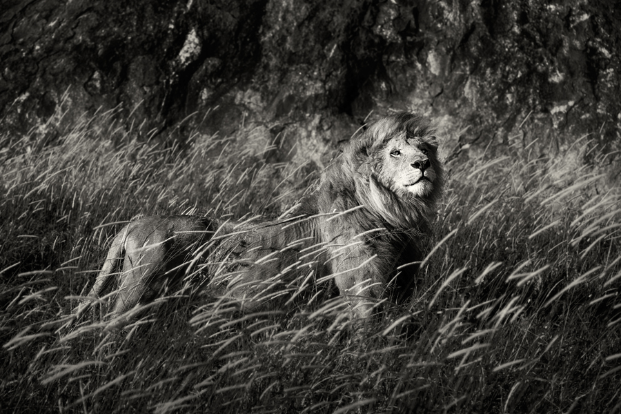 Male lion resting in grass in black and white
