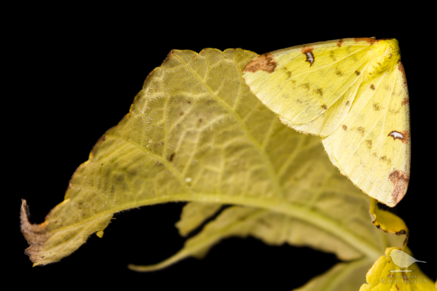 Yellow moth on a leaf against a black background