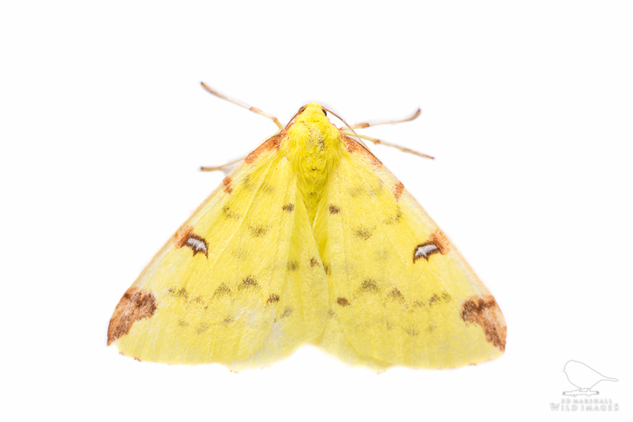 Yellow brimstone moth against white