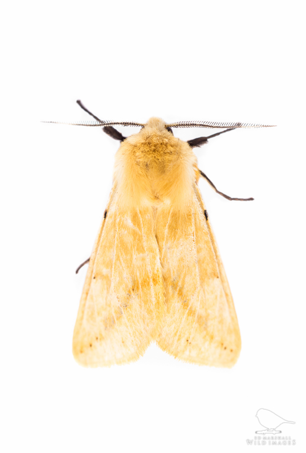 Pale buff ermine moth against white