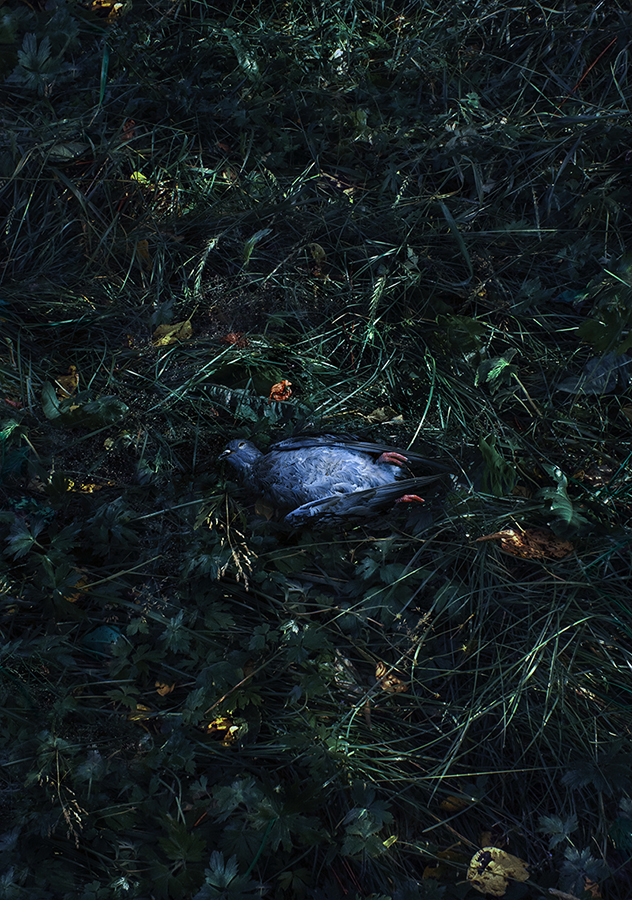 Small dead bird in dark grass