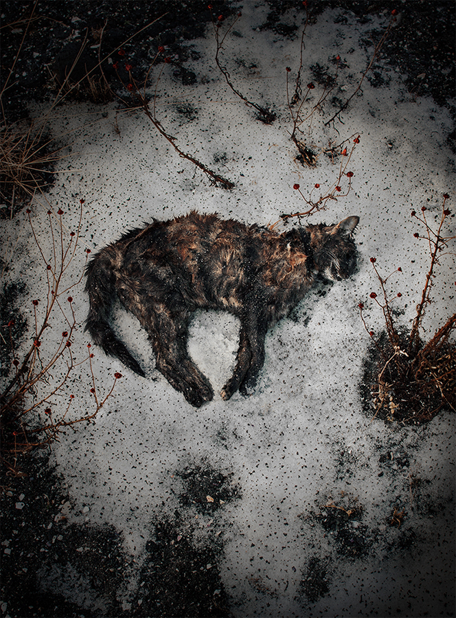 Dead cat photographed on pavement