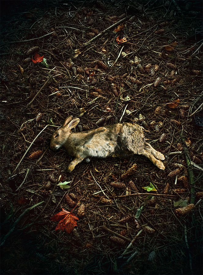 Dead rabbit on forest floor