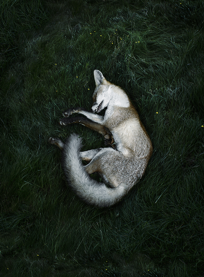 Dead fox curled on grass