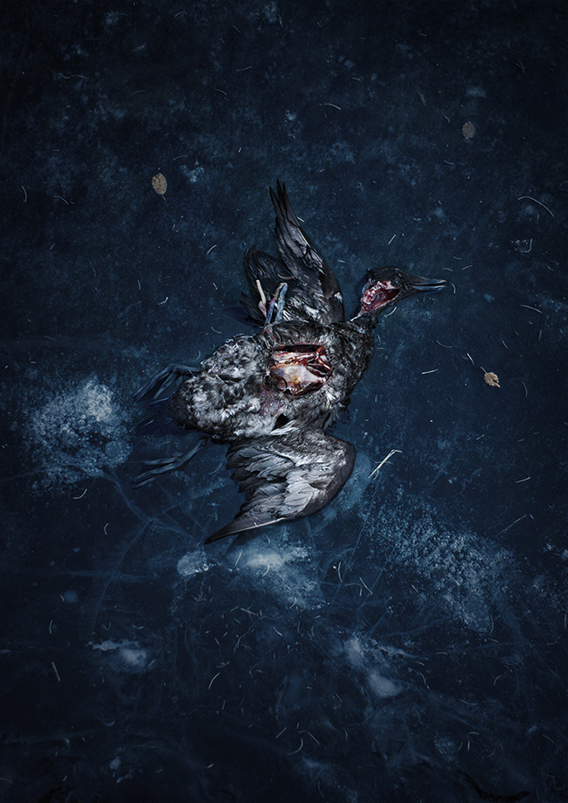 Dead goose against a dark blue background