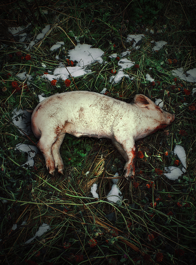 Dead pig lying in a grassy area