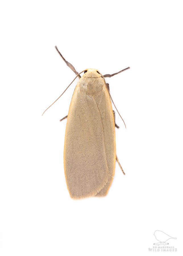 Pale dingy footman moth against white