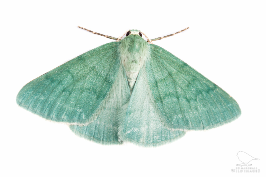 Green grass emerald moth against white