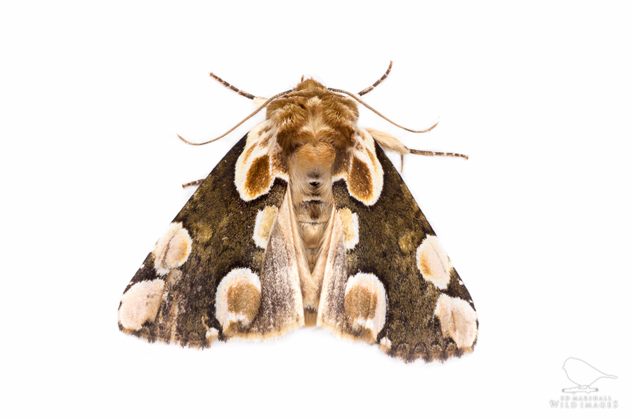 Peach blossom moth with patterned wings