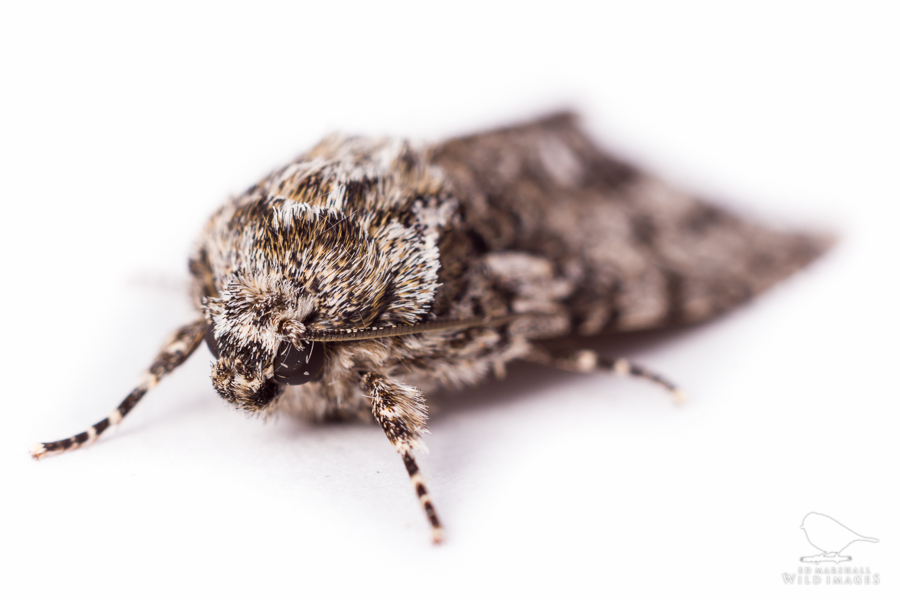 Close view of a poplar grey moth