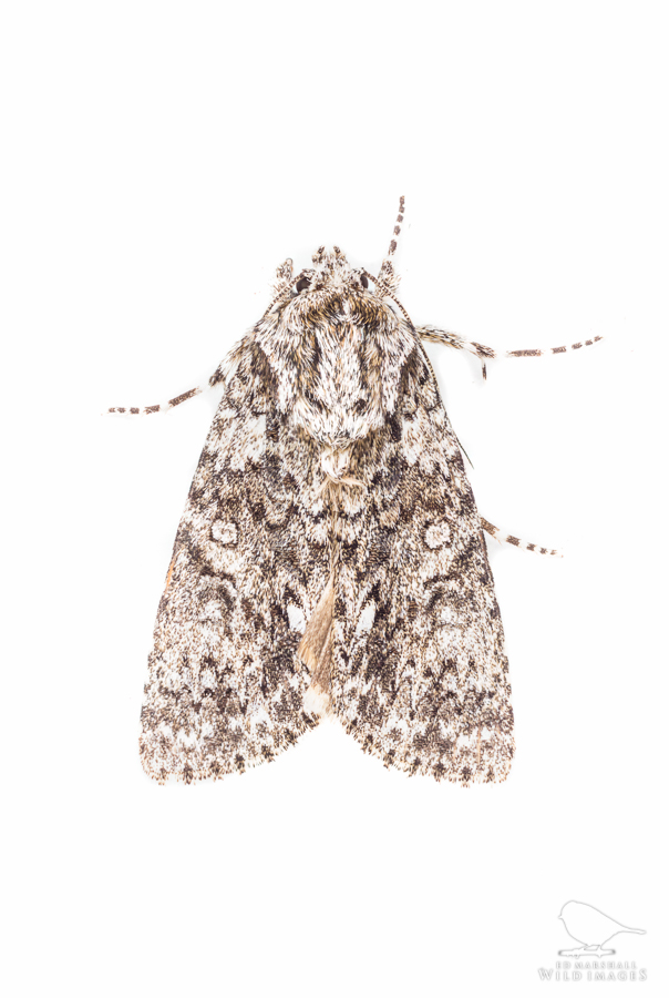 Mottled grey moth on white
