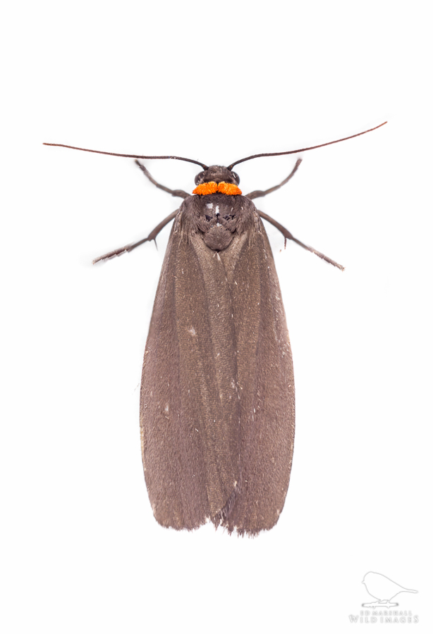 Brown red-necked footman moth on white