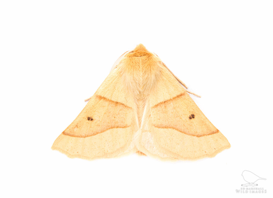 Cream scalloped oak moth on white