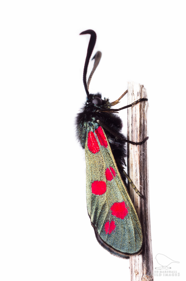 Black moth with red spots against white