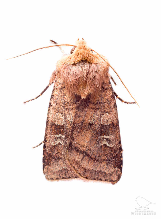 Brown small square-spot moth on white