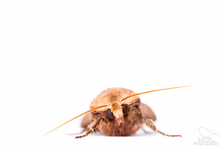 Close view of a brown moth