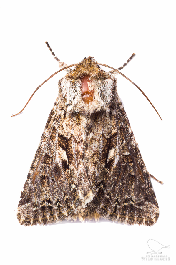 Patterned shears moth on white
