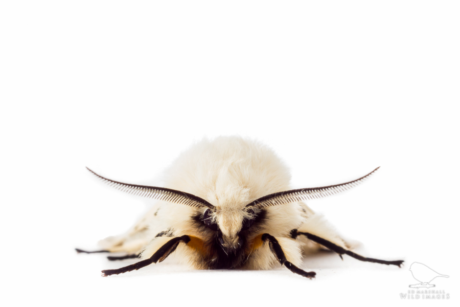 White ermine moth shown close up