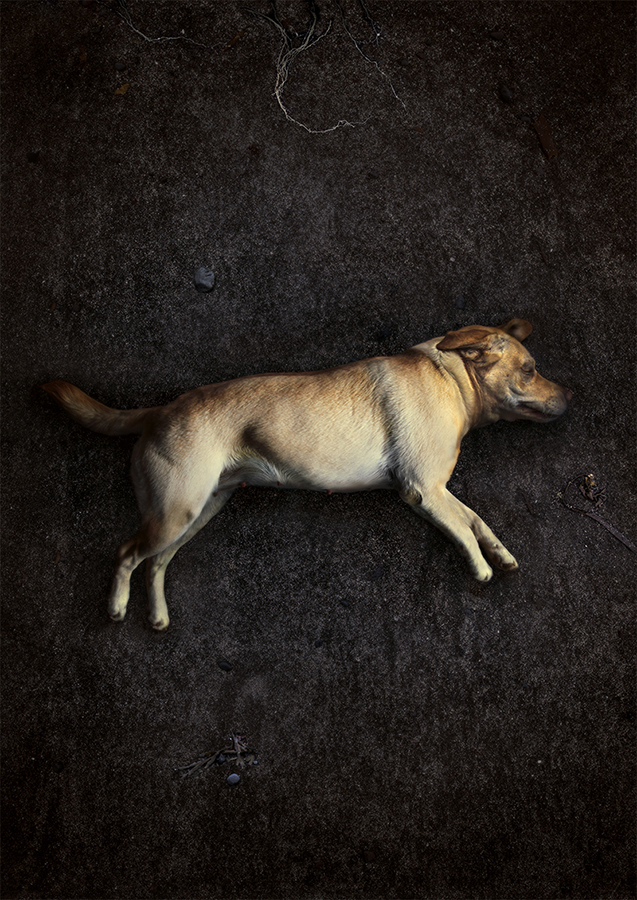 Dead dog lying against a dark background