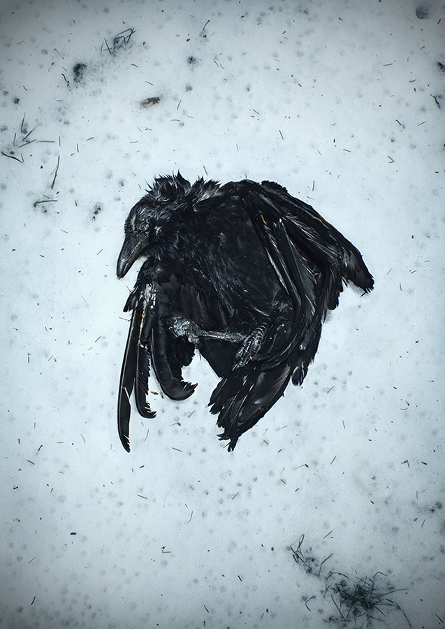 Dead raven on a pale background