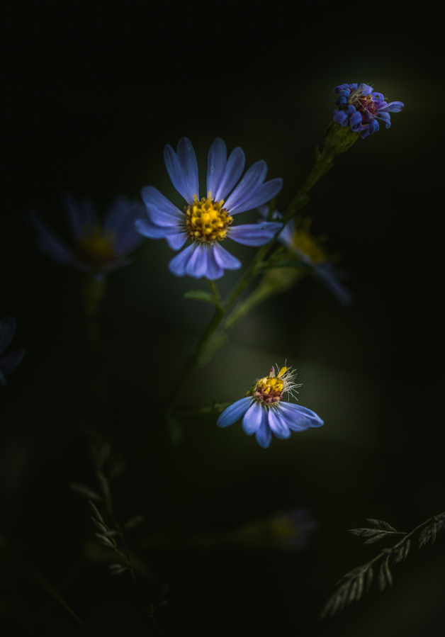 Blue wildflowers photographed in low light