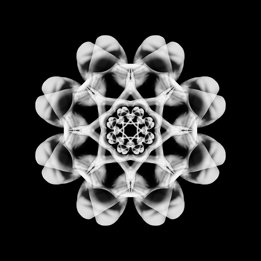 Symmetrical mandala formed by repeated limbs