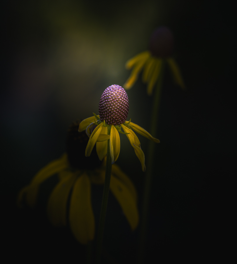 Close-up of yellow flowers in moody light