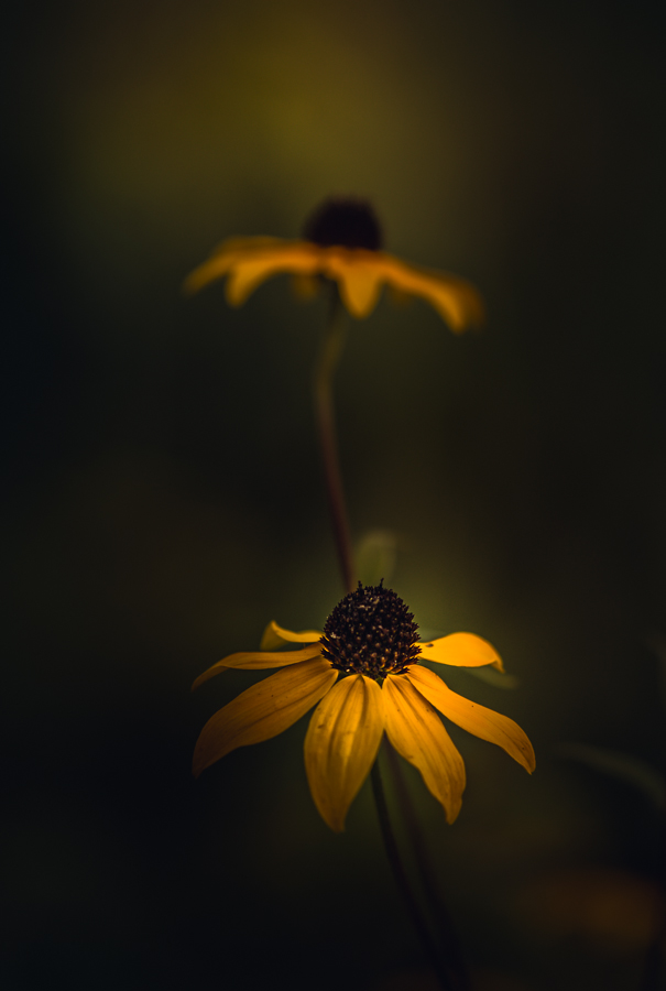 Yellow flowers against a dark background