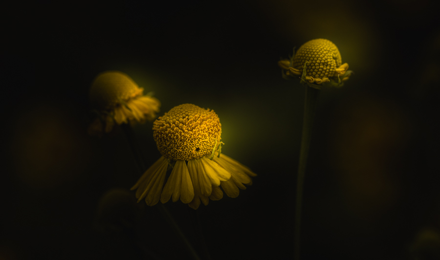 Cluster of yellow flowers under a dim spotlight