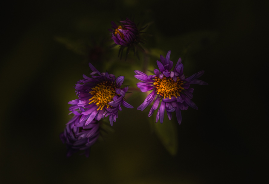 Purple flowers against dark foliage