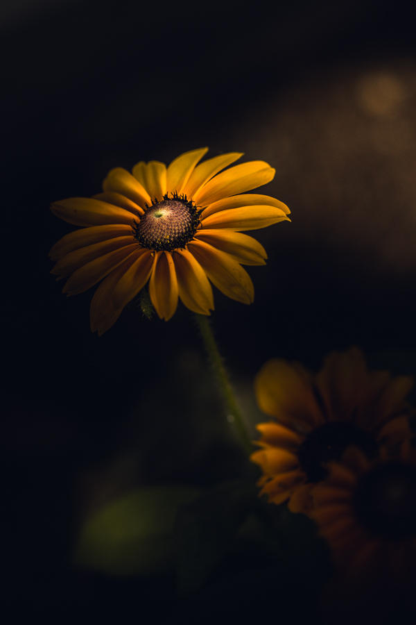 Orange daisy in low-key light
