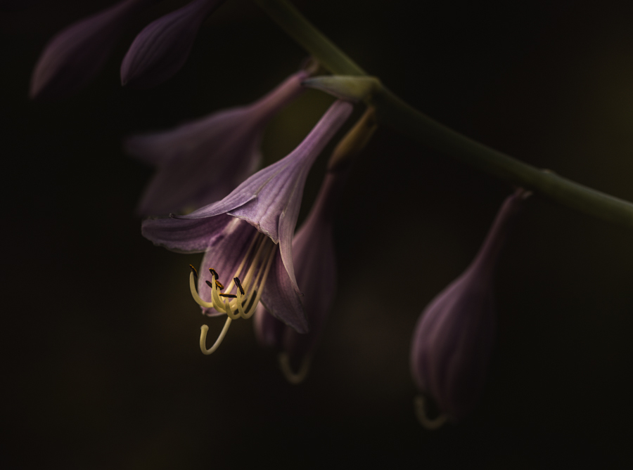 Drooping violet flower in a dark close-up