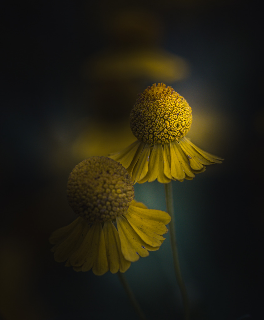 Two yellow flowers with soft focus