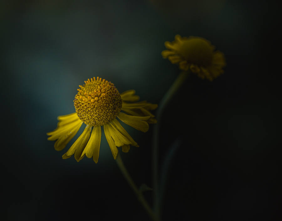 Pair of yellow flowers in low-key light