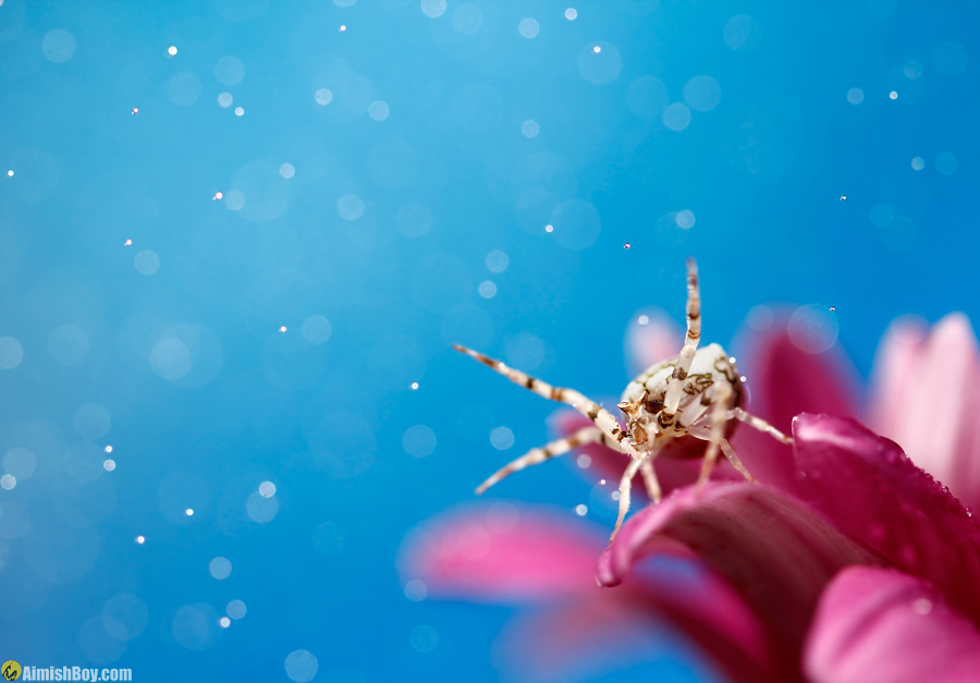 Insect perched on a pink flower