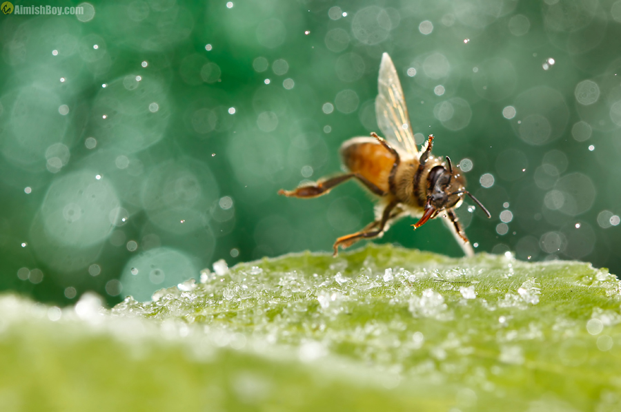 Bee hovering over moss