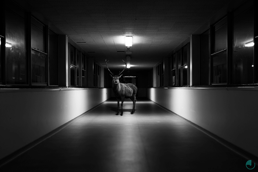 Deer standing in an empty urban passage