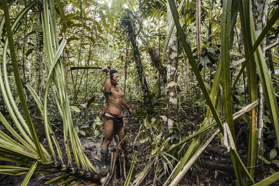 Person standing among tall tropical plants