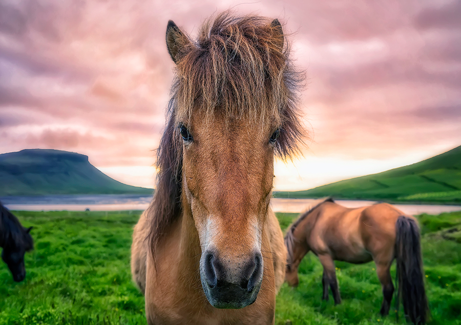Icelandic horse under a pink sky